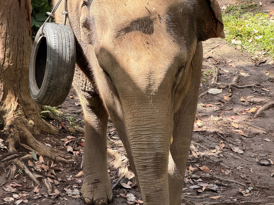Blue Daily Elephant Care Sanctuary-清迈必去景点