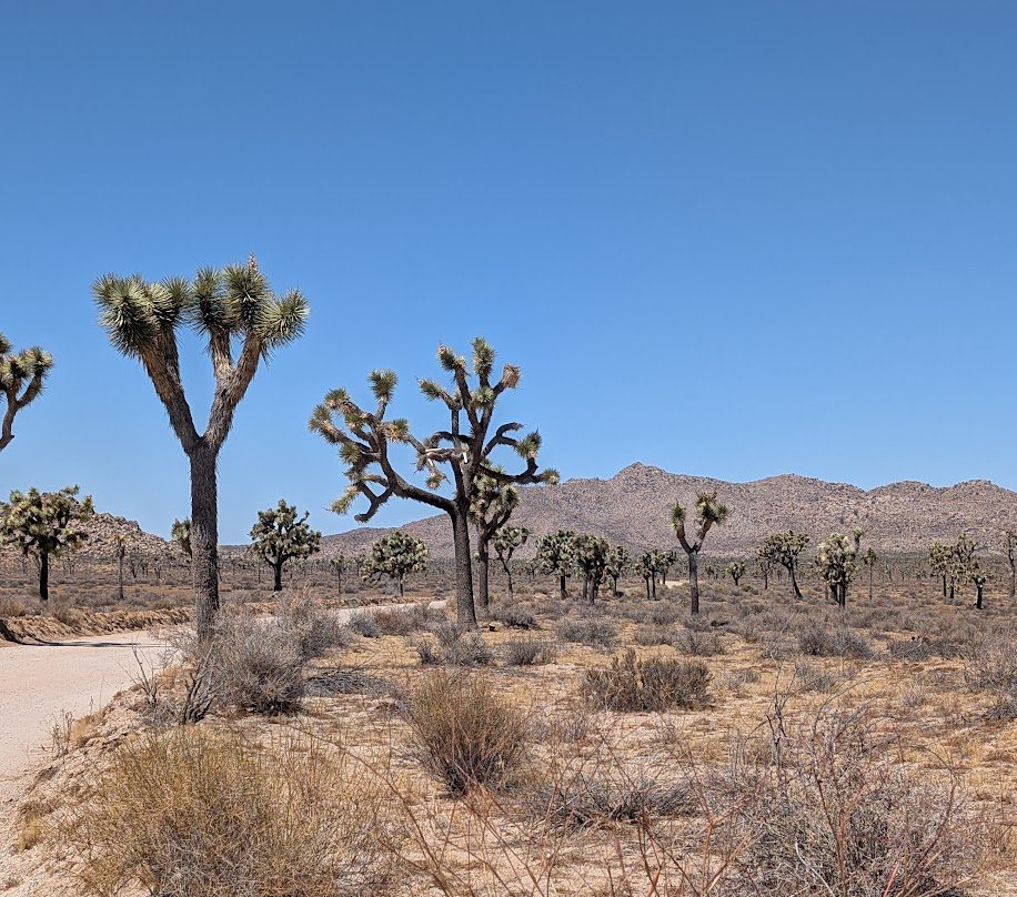 Joshua Tree National Park-约书亚树必去景点