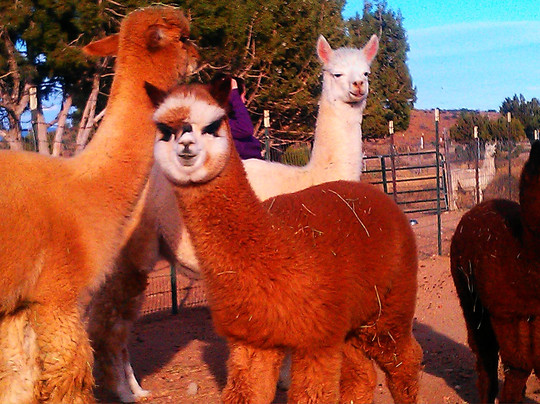 Alpacas of the Southwest-金曼必去景点