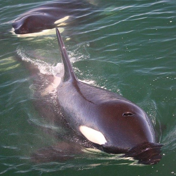 Orca Wild Adventures-陶兰加必去景点