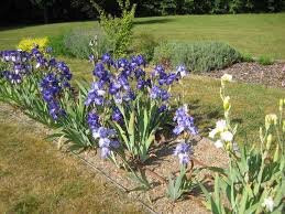 Collection d'Iris parc du chateau de Morchene