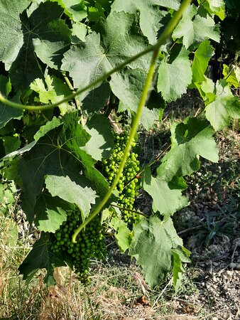 Azienda Agricola Mario Lucchetti-Morro d'Alba必去景点