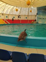Alushta Dolphinarium Nemo-阿卢什塔必去景点