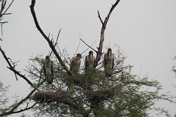 Bharatpur Bird Sanctuary景点图片