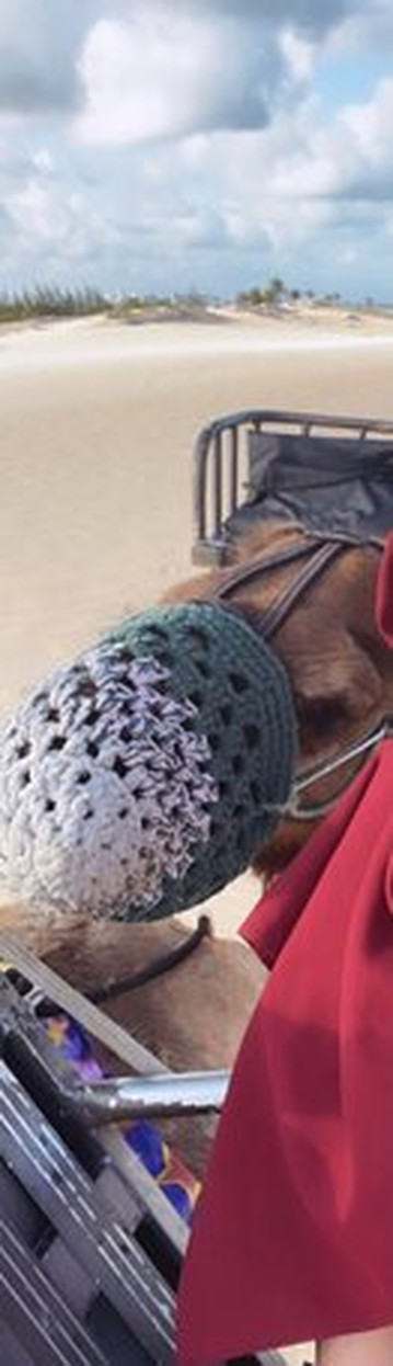 Passeios de Dromedarios-Natal必去景点