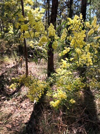 Olympic Drive Lookout-Blaxland必去景点