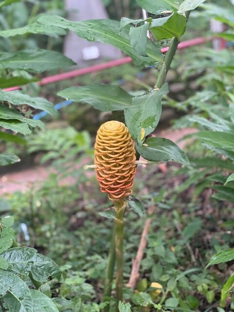 Amatierra Retreat and Wellness Center主图