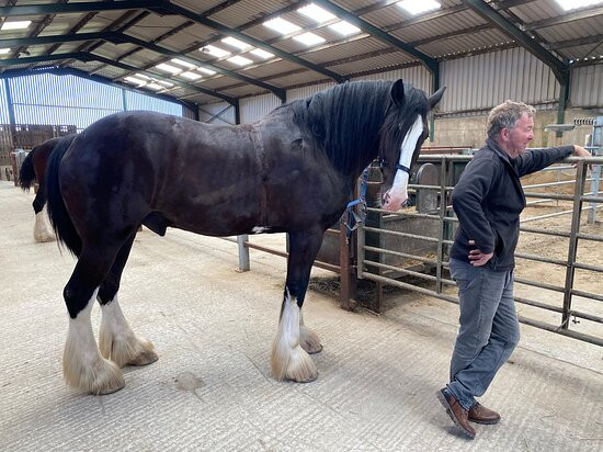 Gentle Giants Shire Horses景点图片