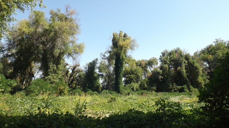 Botanical Gardens-塔什干必去景点