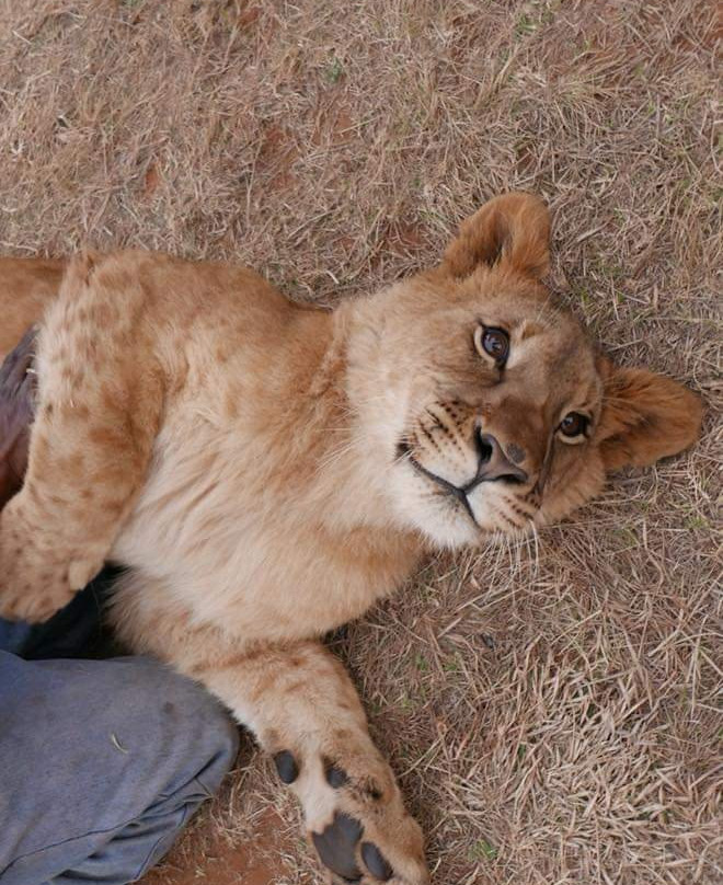 Walking With Lions-比勒陀利亚必去景点