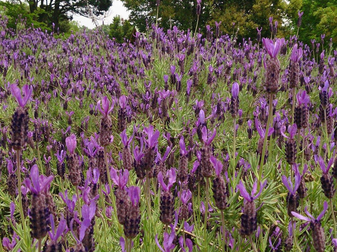 Kozan Lavender no Oka Kurose Farm景点图片