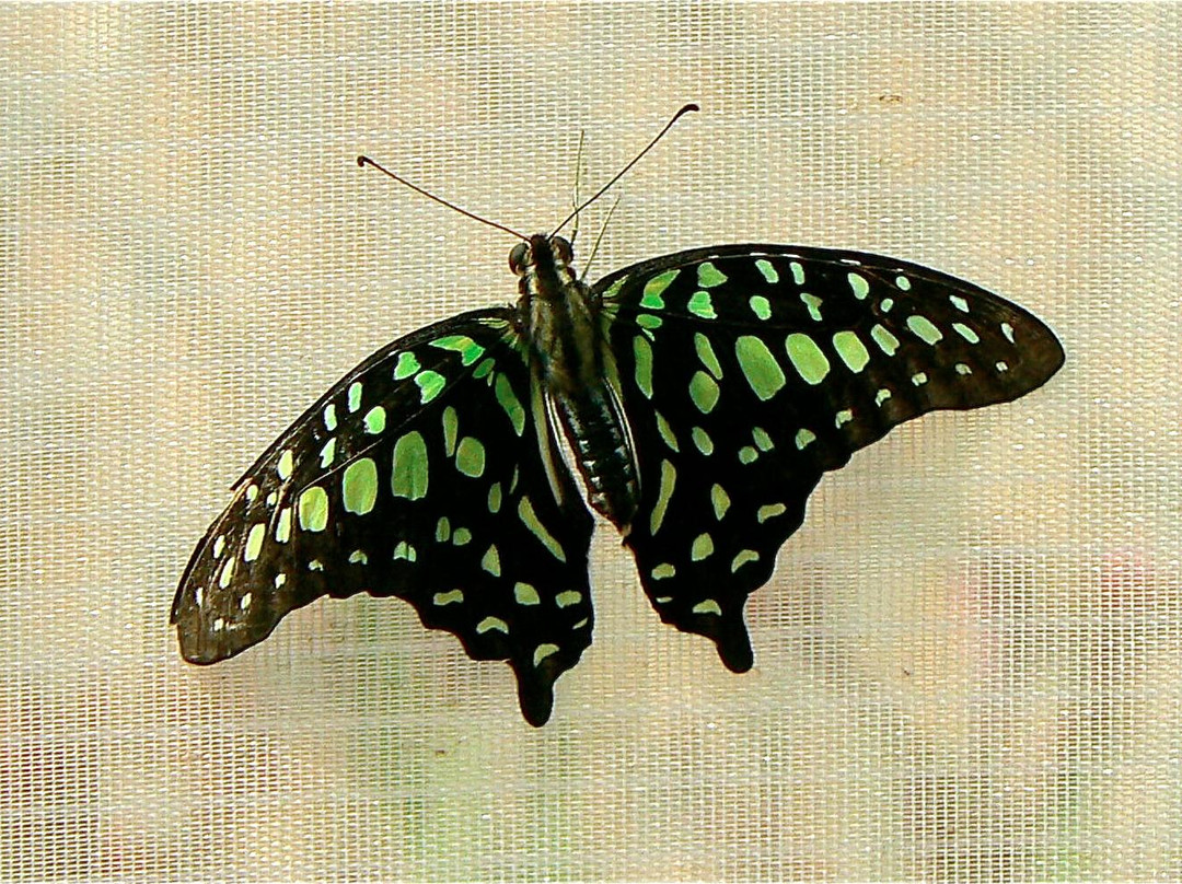 Mariposario de Nijar景点图片