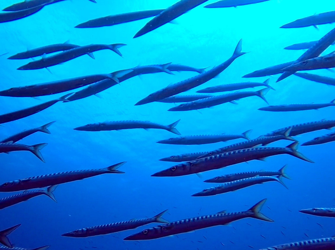 Indigo Dive Mondragó-Cala Mondrago必去景点