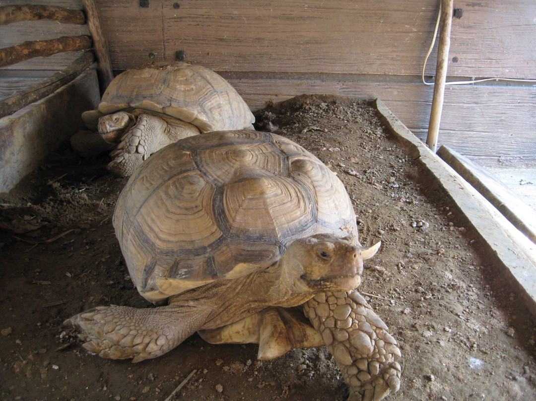 Ark Avilon Zoo-巴石必去景点