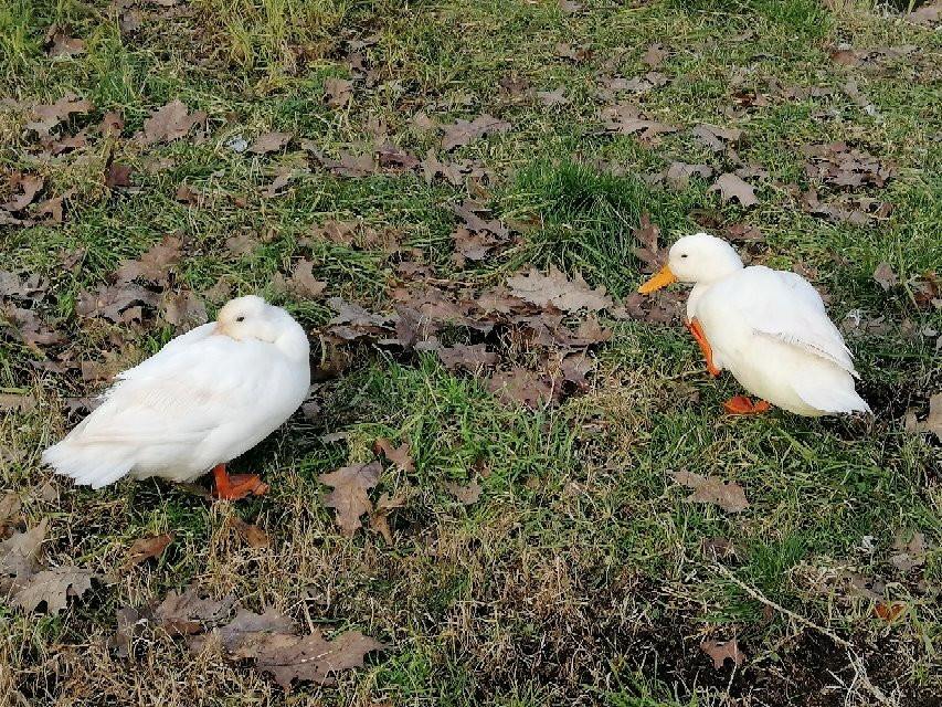 Parco del Lambro Meridionale e del Ticinello-Siziano必去景点