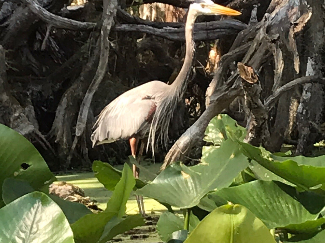Silver Springs Kayaking LLC-Silver Springs必去景点