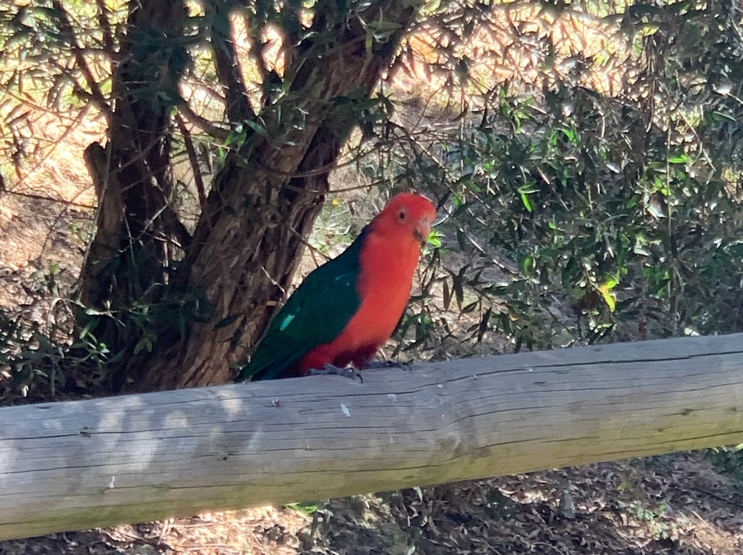 Ballarat Bird World景点图片