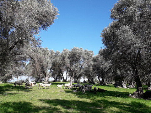 Oliving-雷斯蒙必去景点