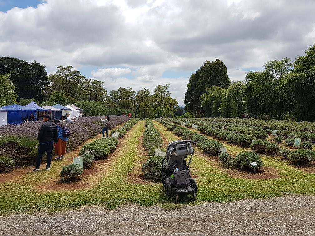 Warratina Lavender Farm-Wandin North必去景点