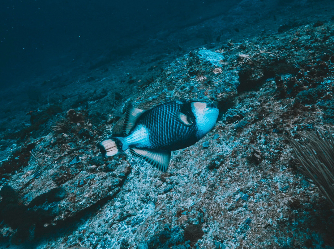 DPM Diving Gili Air景点图片