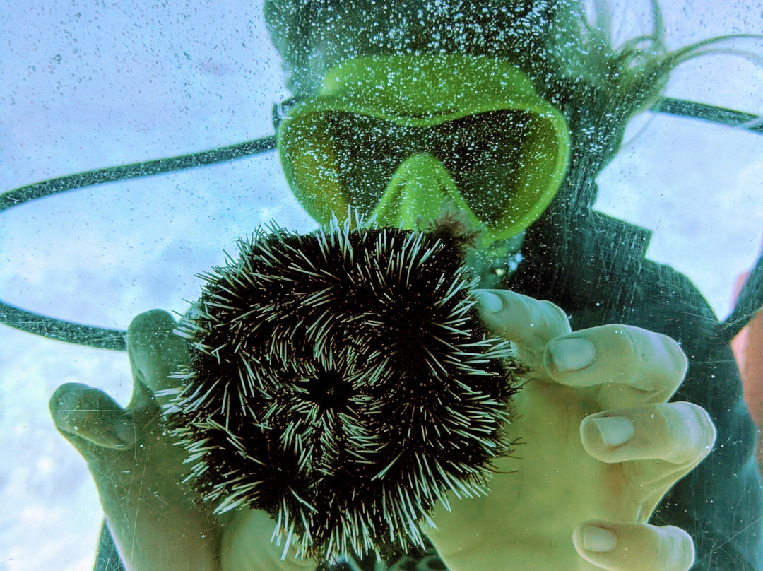 Reefdancer-拉海纳必去景点