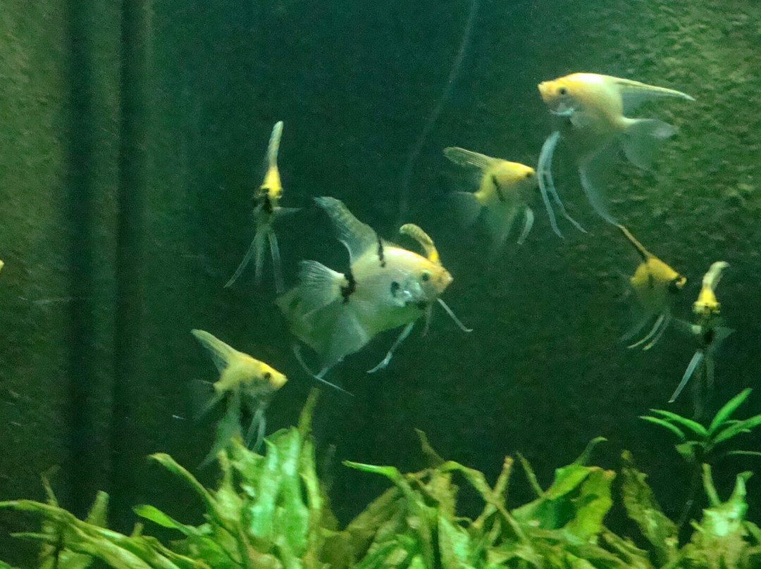 Bagh-e Bahu Aquarium景点图片