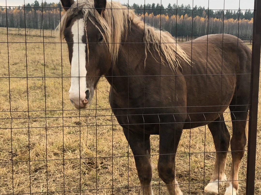 Horse Riding and Sports Club Ivanovskoe-Chernogolovka必去景点