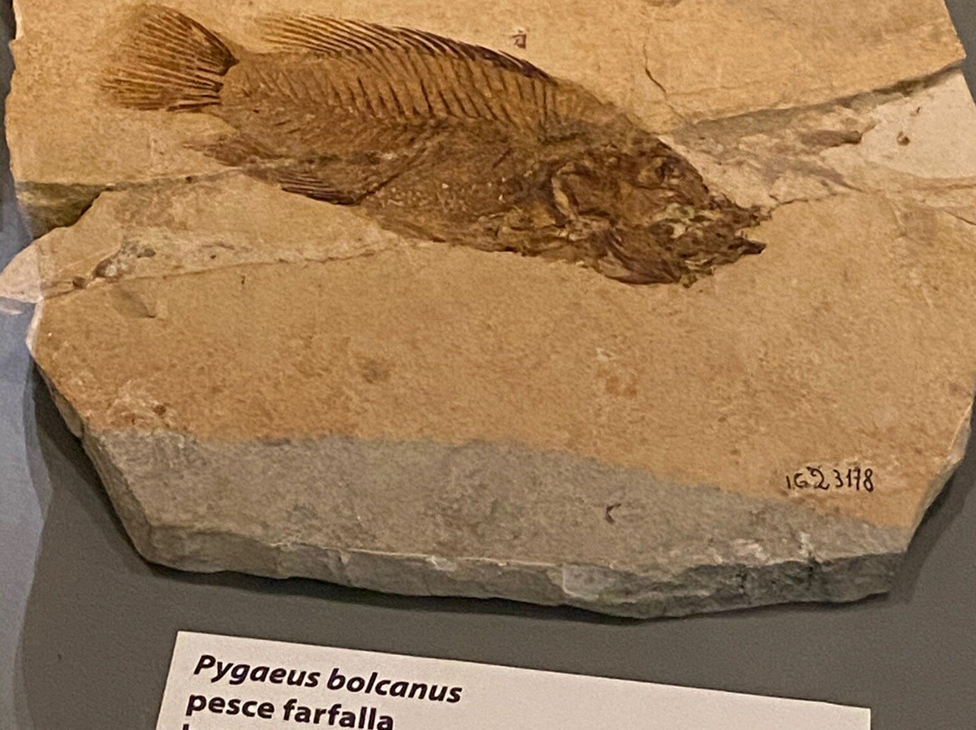 Museo dei Fossili di Bolca - Verona景点图片