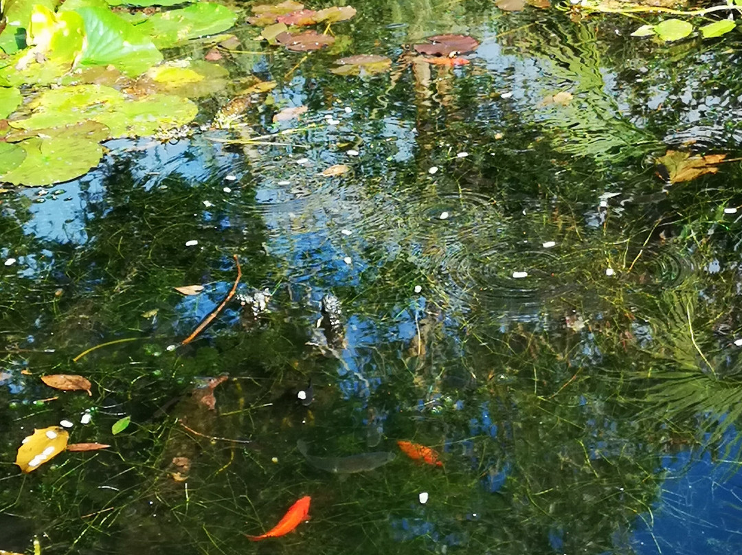 Morrab Gardens-彭赞斯必去景点