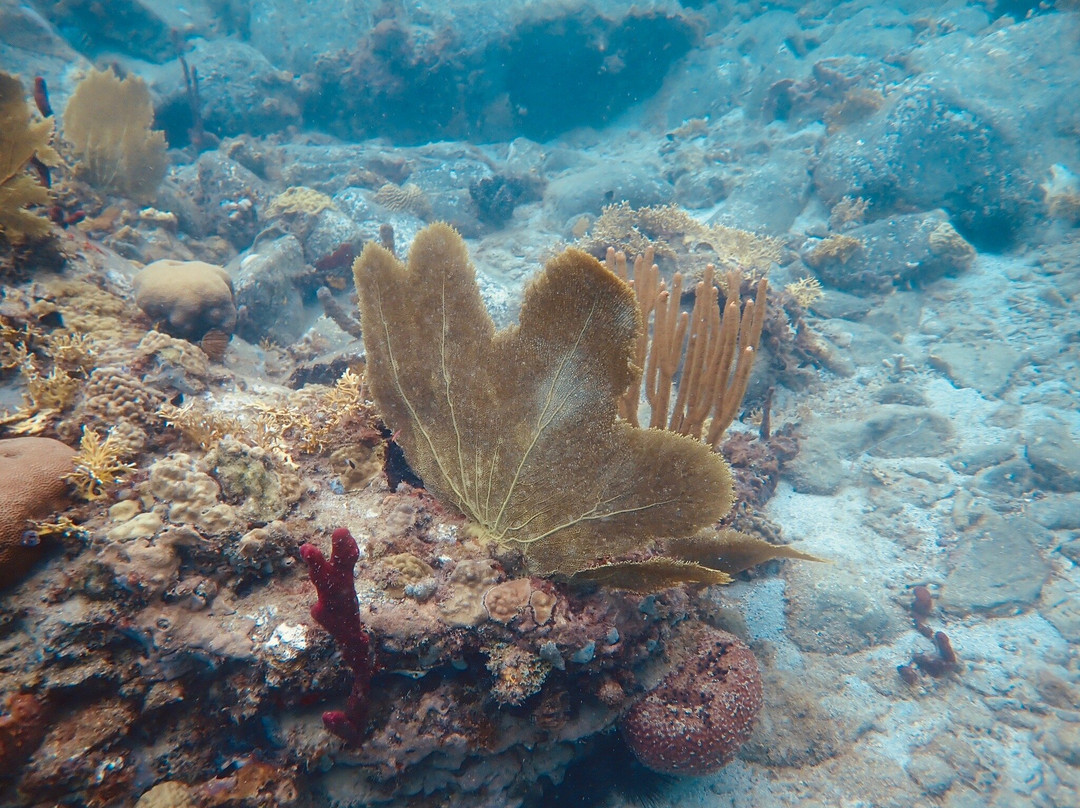 Calypso Plongée-Trois-Ilets必去景点