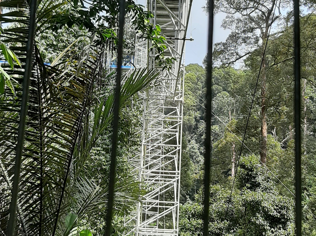 Forest SkyWalk - FRIM-吉隆坡必去景点