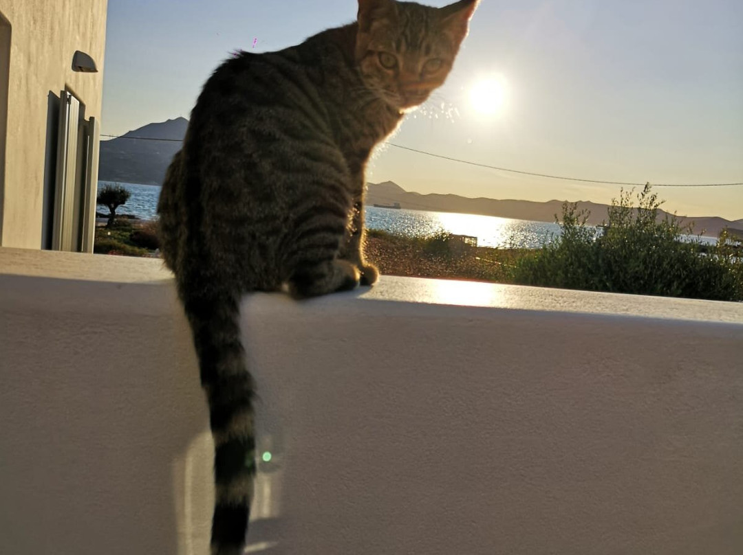 Olea Bay Hotel主图