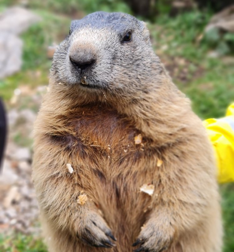 Familienhotel Filzmooserhof主图