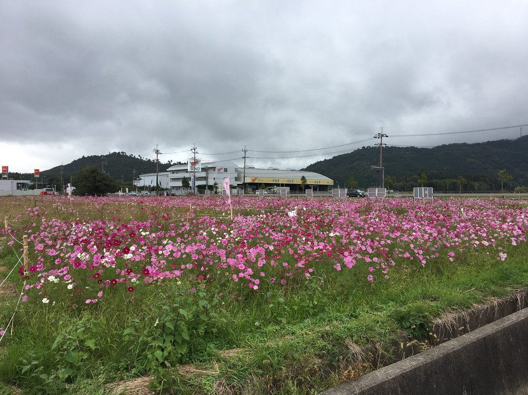 Kyoto Tamba, Kameoka Yumecosmos Garden景点图片