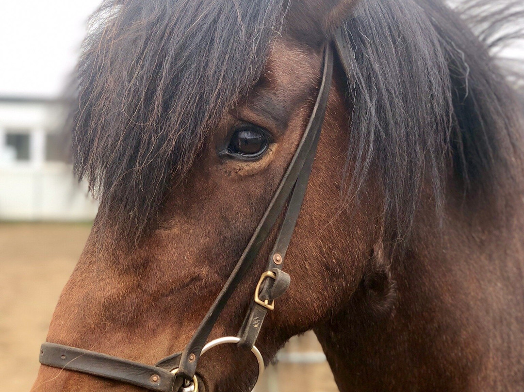 Lýtingsstadir Riding Tours-Varmahlid必去景点