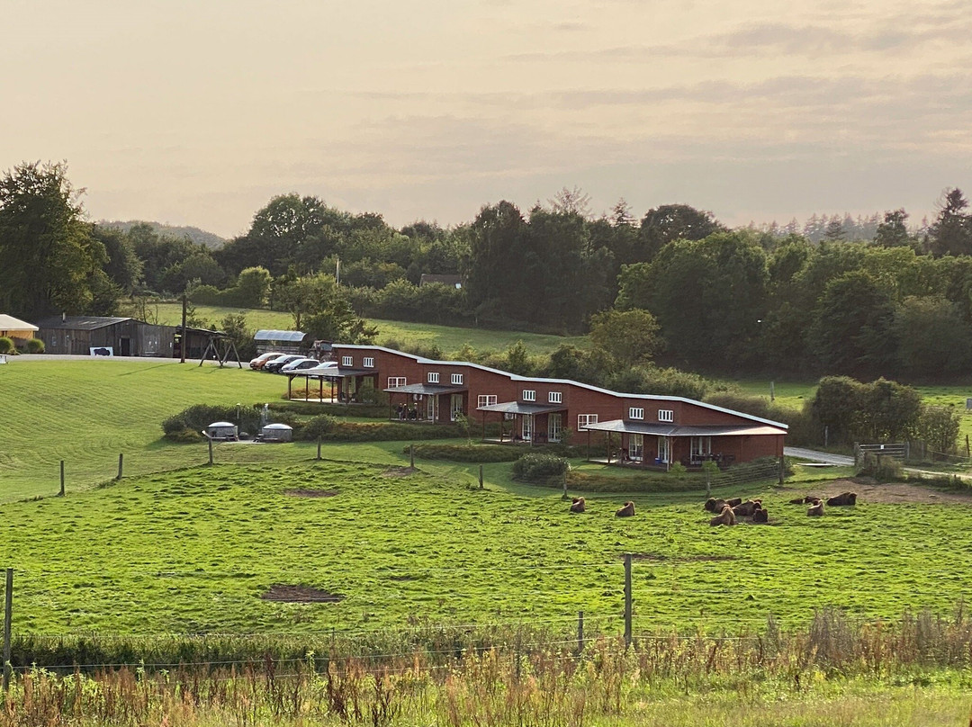 Ditlevsdal Bison Farm-Morud必去景点