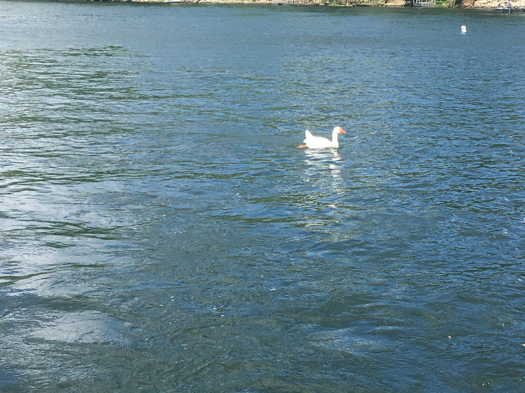 Scotty's Trout Dock-布兰森必去景点