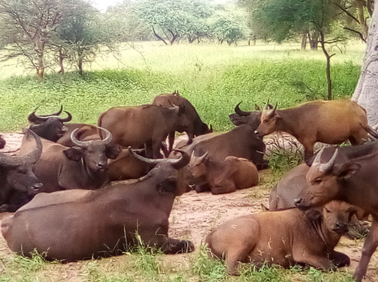 SENEGAL ODYSSEY TOURS-达喀尔必去景点