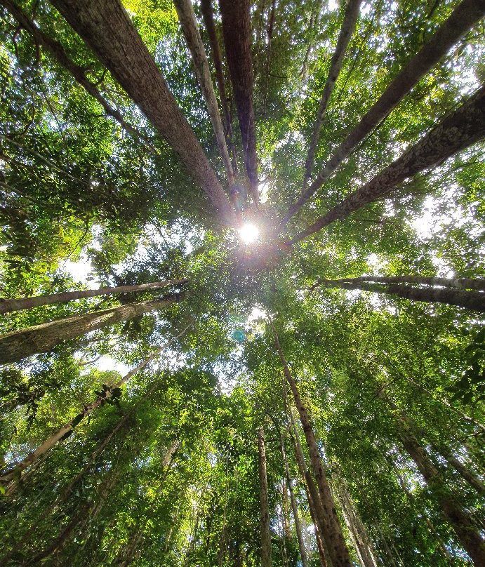 Lambir Hills National Park-美里必去景点
