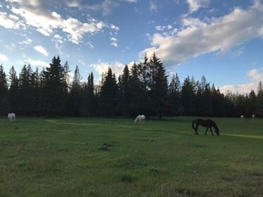 Stewart Coughlin Riding Ranch景点图片