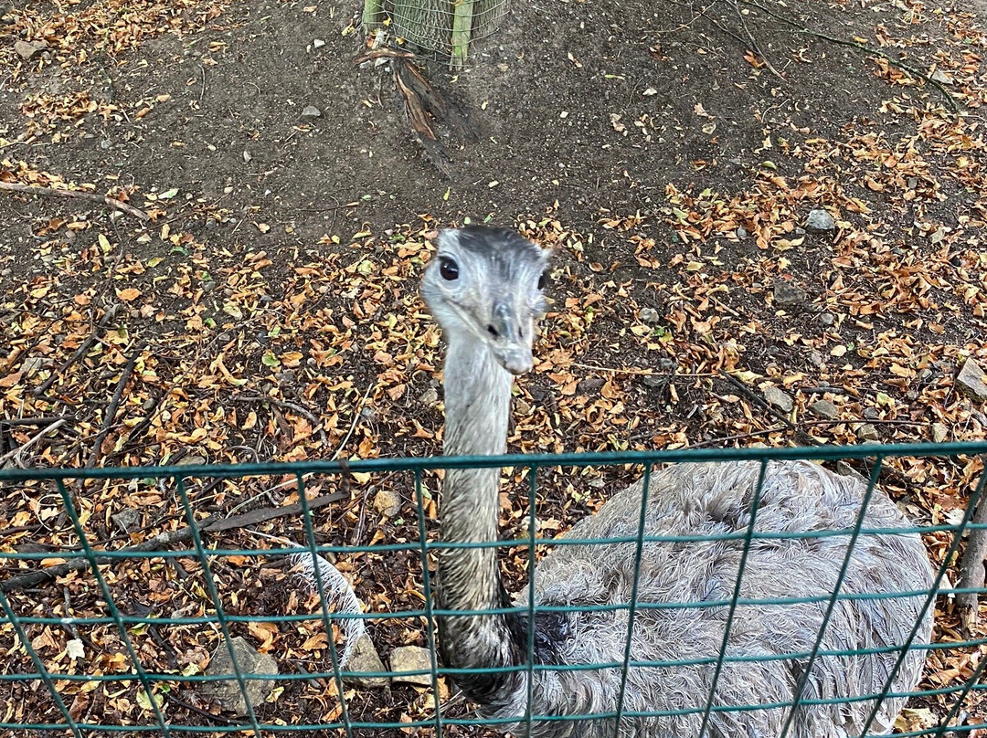 Zoo Osnabrück-奥斯纳布吕克必去景点