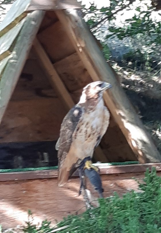 Les Aigles d'Aure - Volerie des Pyrenees景点图片