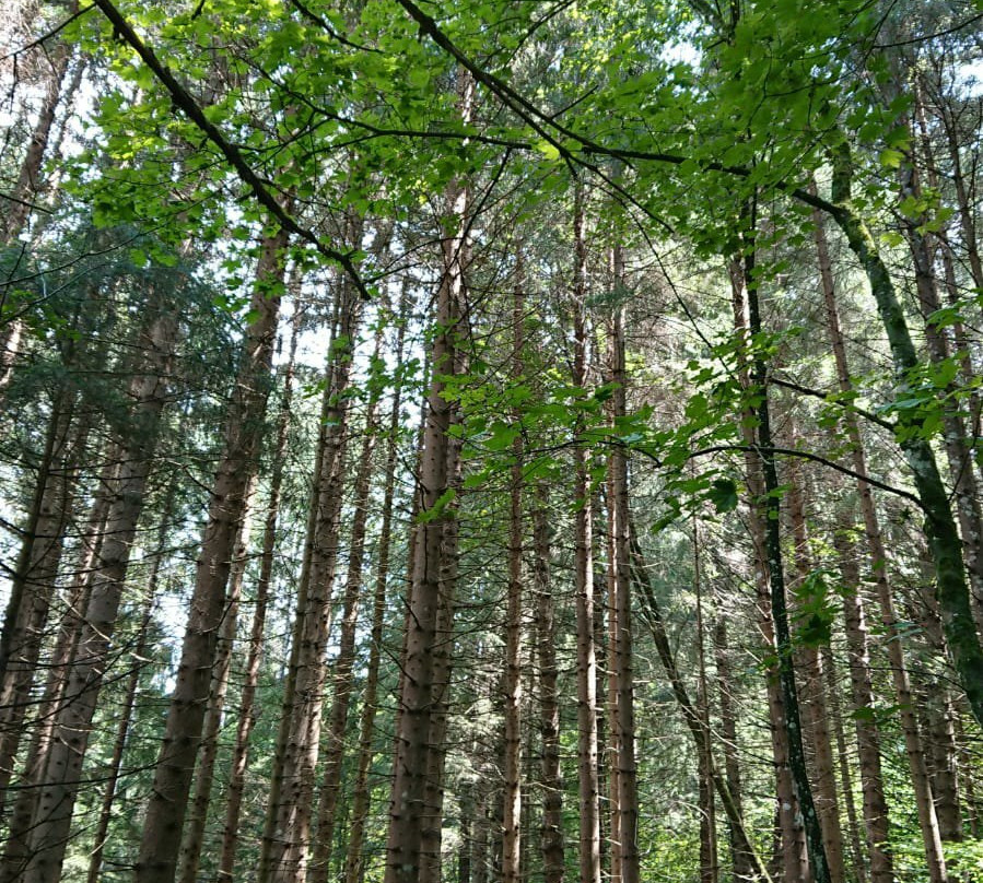 Arboreto del Tesino-Pieve Tesino必去景点