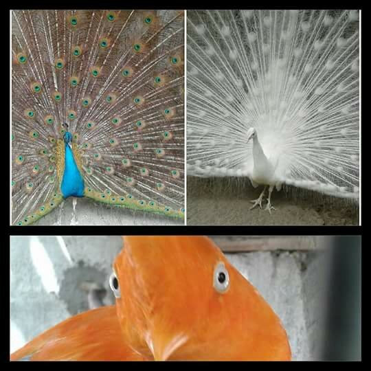 Zoologico el Gallito de las Rocas