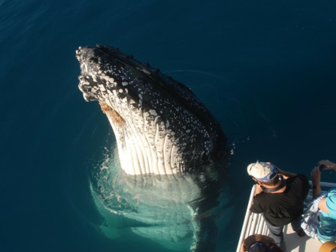 WhaleWatcher.com.au景点图片