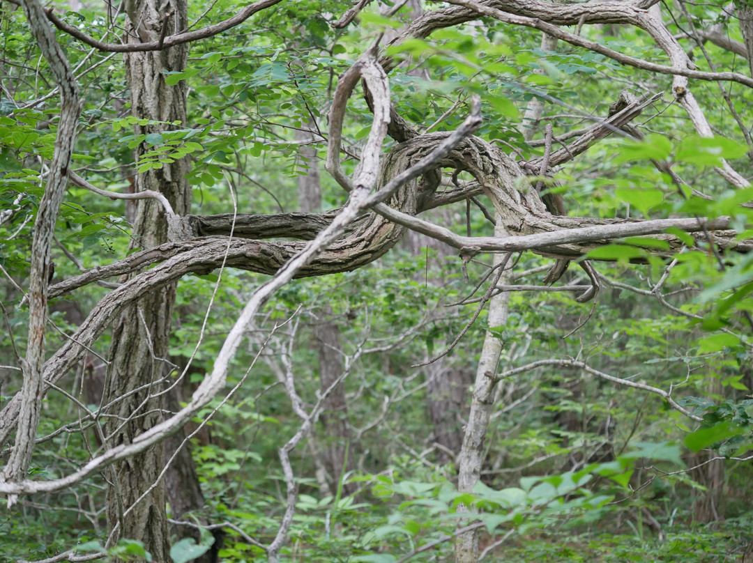 Sarugamori Hiba Maibotsu Forest景点图片