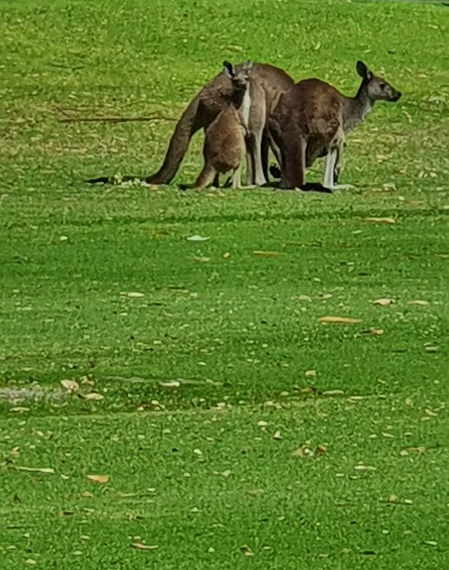 Margaret River Golf Club-玛格丽特河必去景点