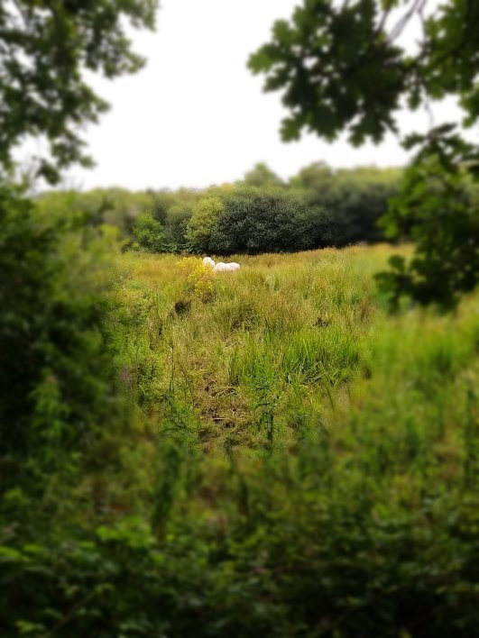 Marais du Quellen-Trebeurden必去景点