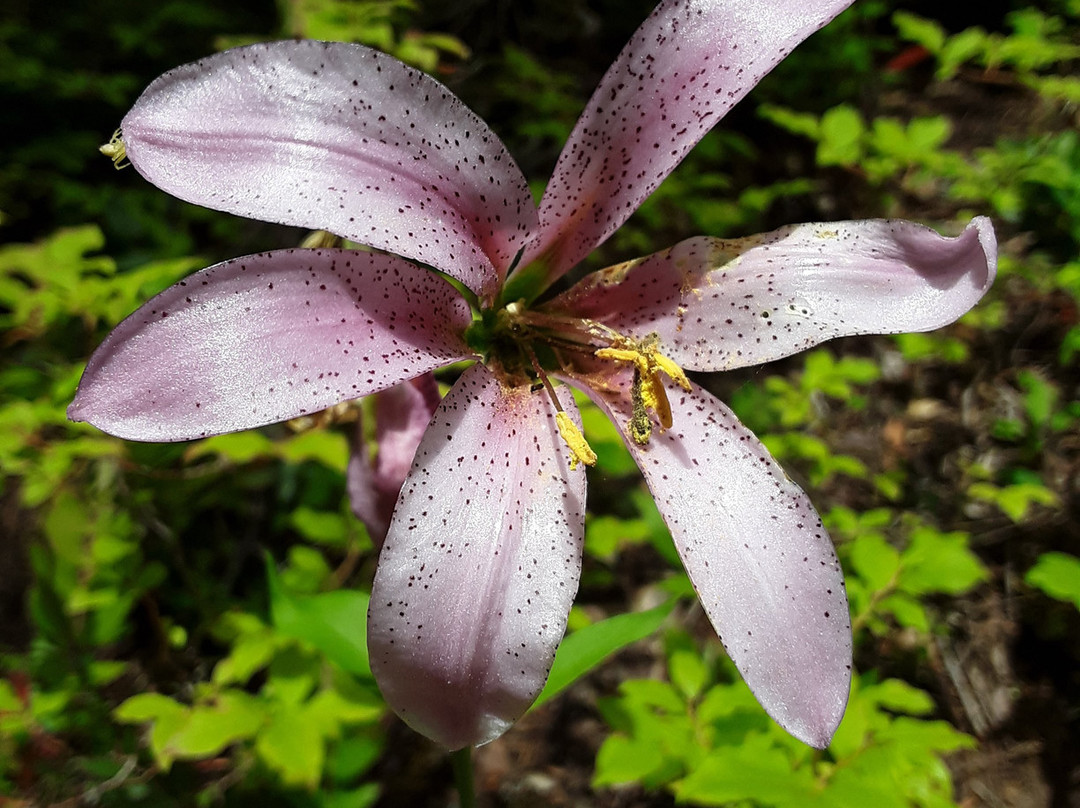 Lemolo Falls-罗斯堡必去景点