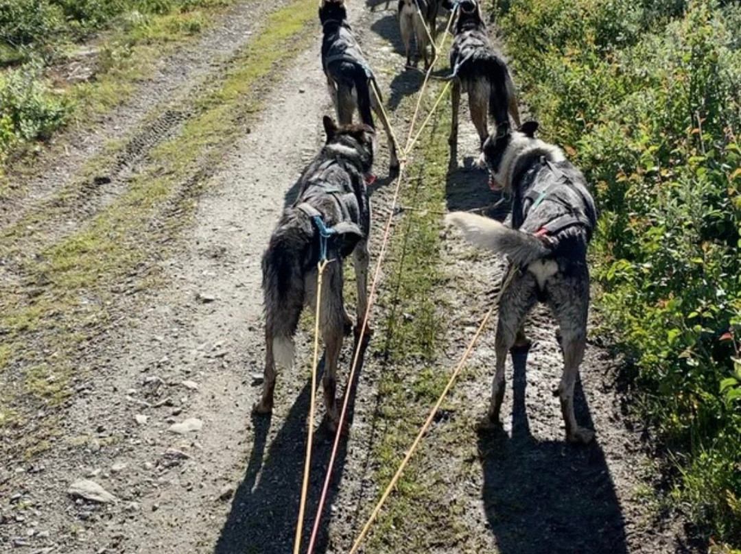 Sjusjoen Husky Tours景点图片